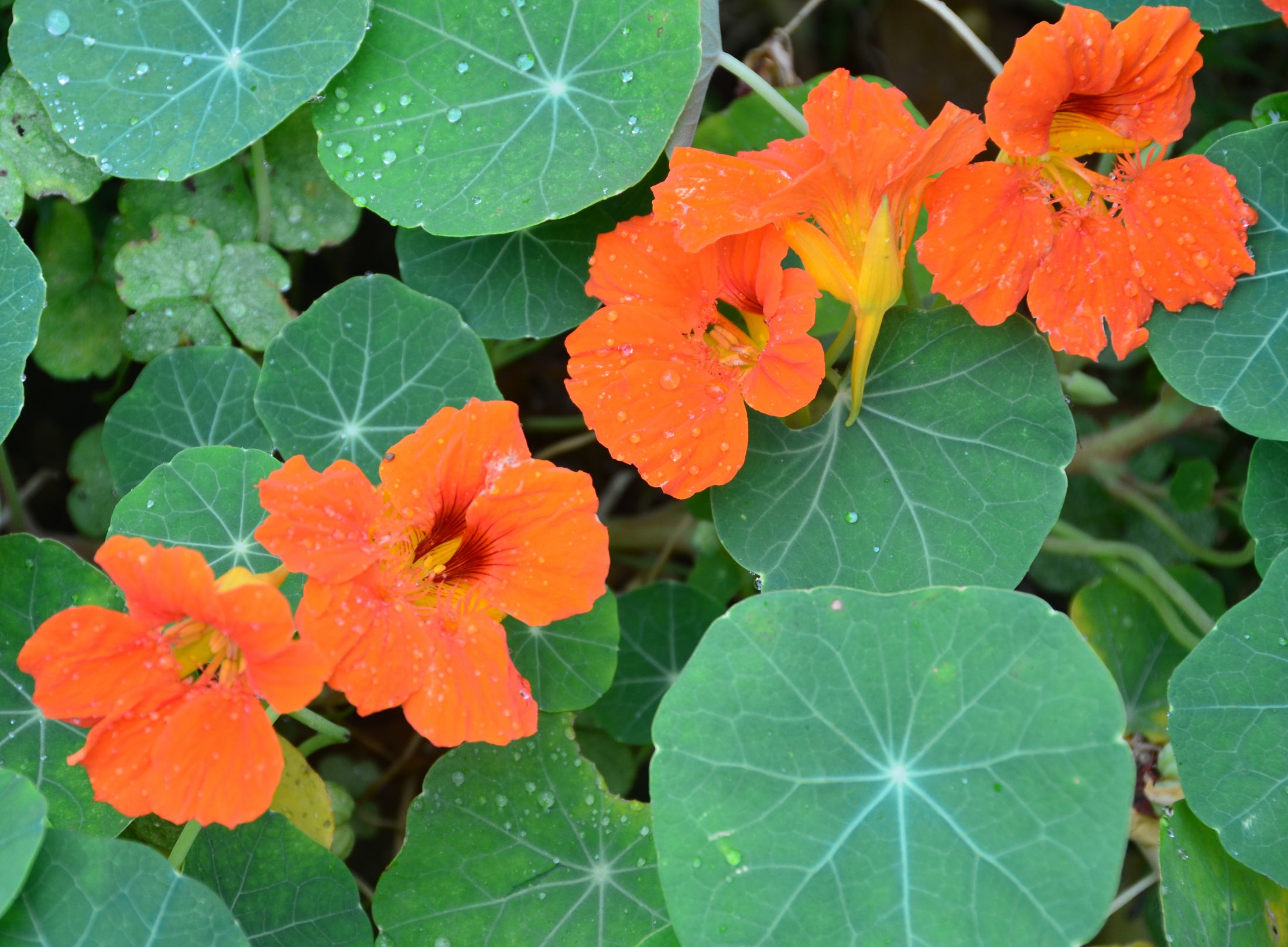 tropaeolum_majus-007.jpg